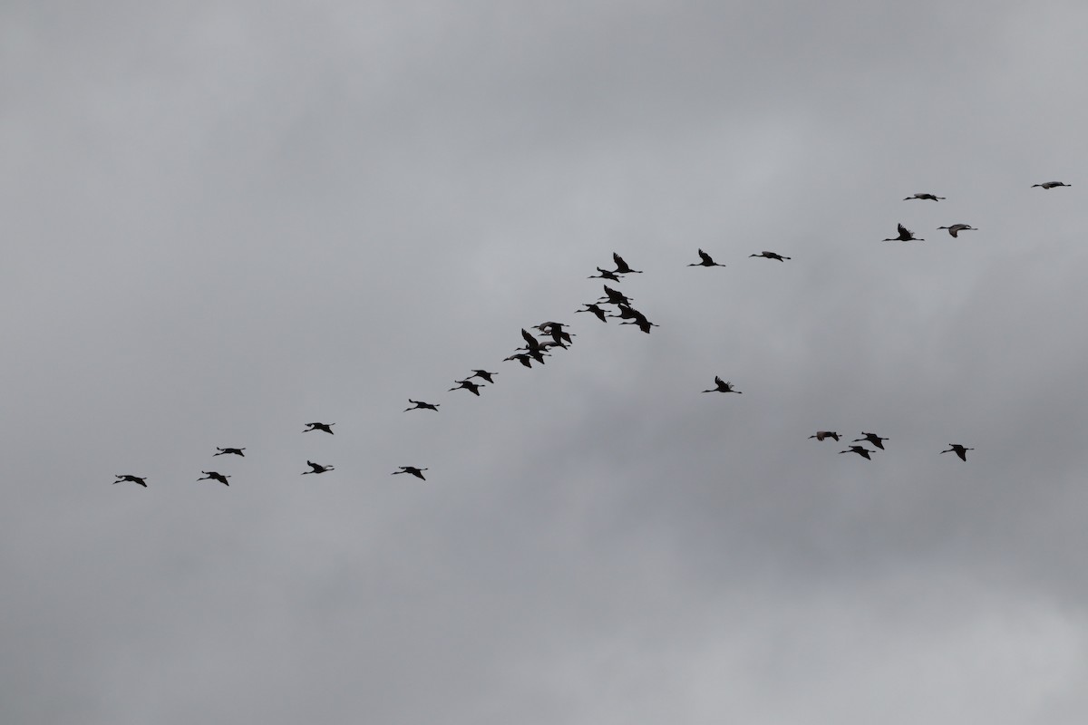 Sandhill Crane - ML647143150