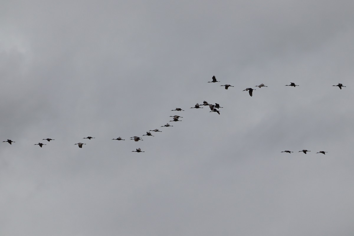 Sandhill Crane - ML647143151