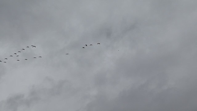 Sandhill Crane - ML647143155