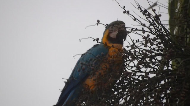 Blue-and-yellow Macaw - ML647143157