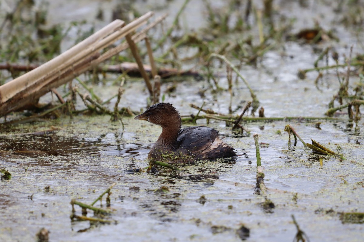 Pied-billed Grebe - ML647143171
