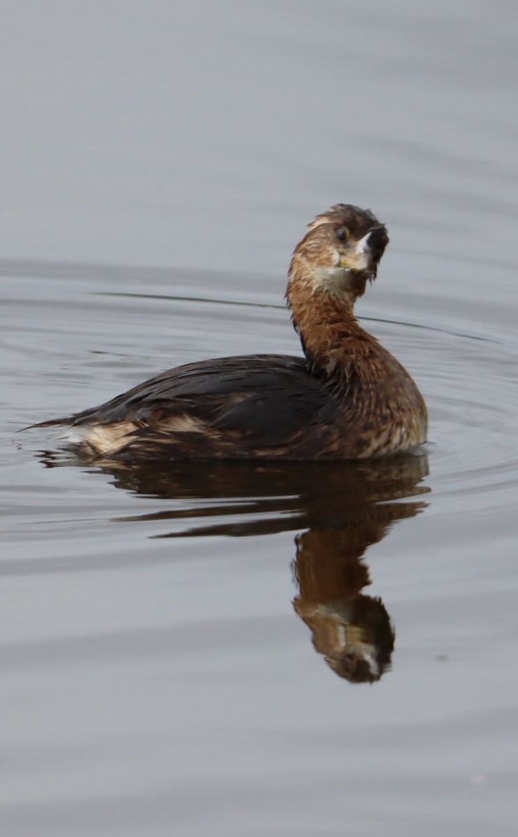 Pied-billed Grebe - ML647143172
