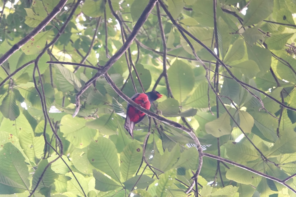 Slaty-tailed Trogon - ML647143187