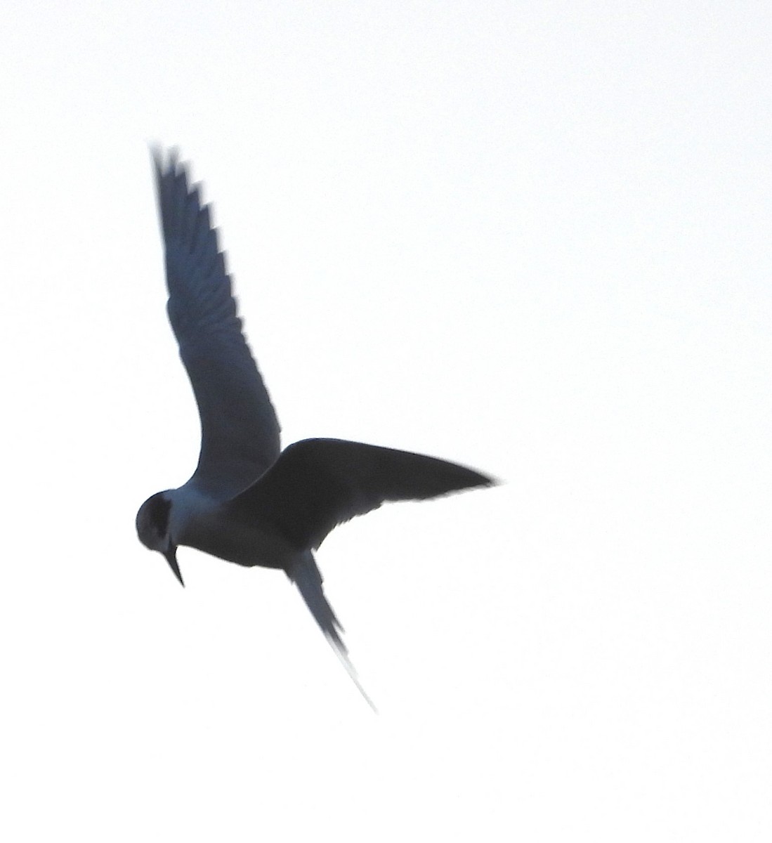 prærieterne - ML647143194