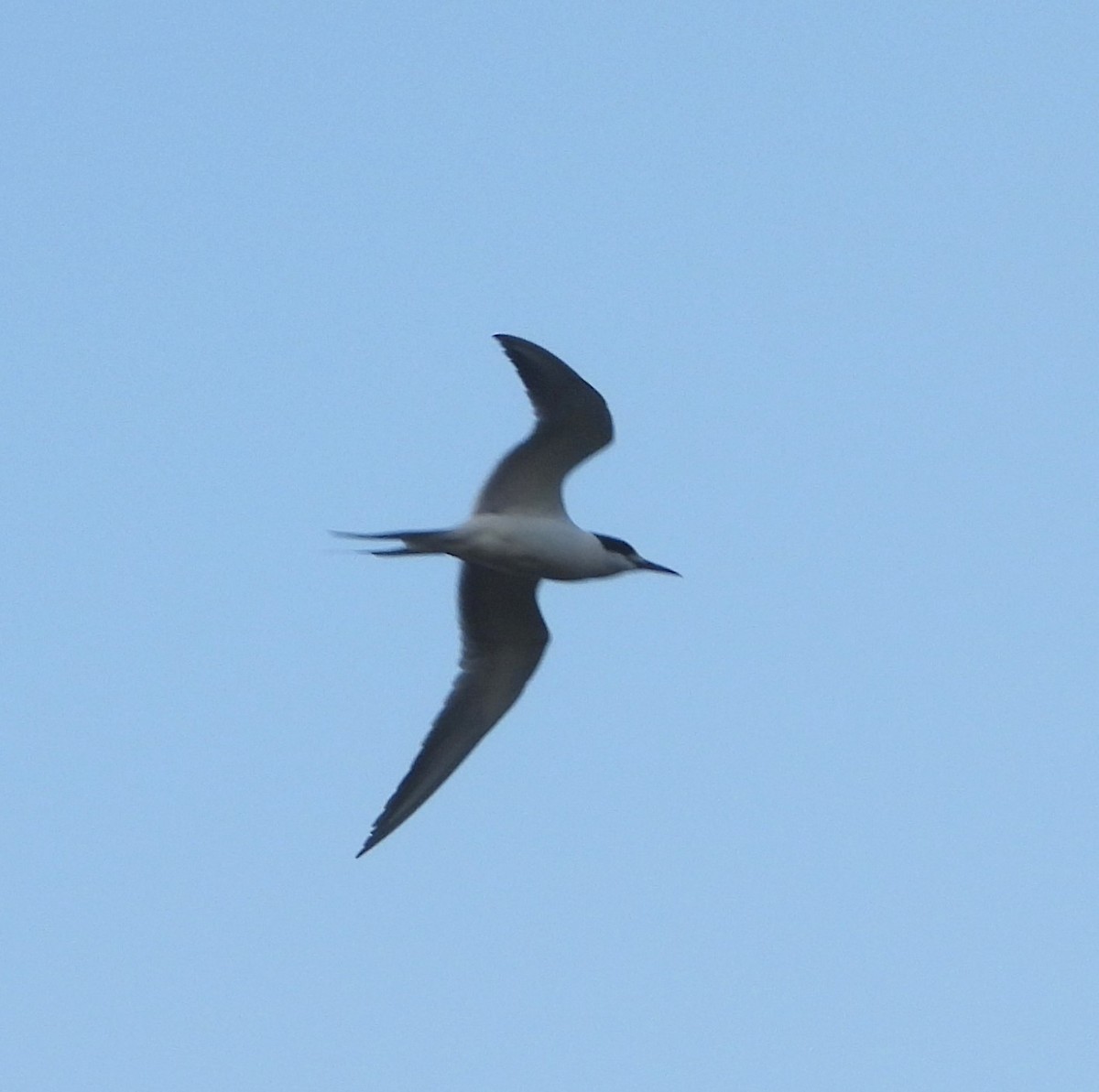 prærieterne - ML647143196