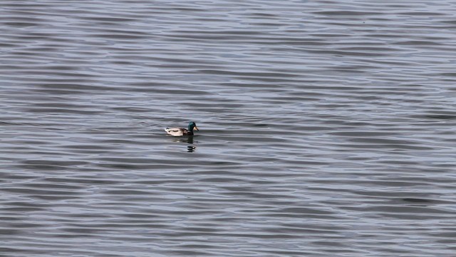 Mallard - ML647143205