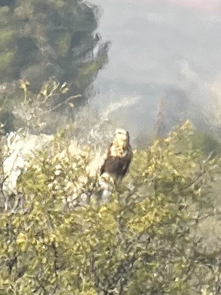 ケアシノスリ - ML647143211