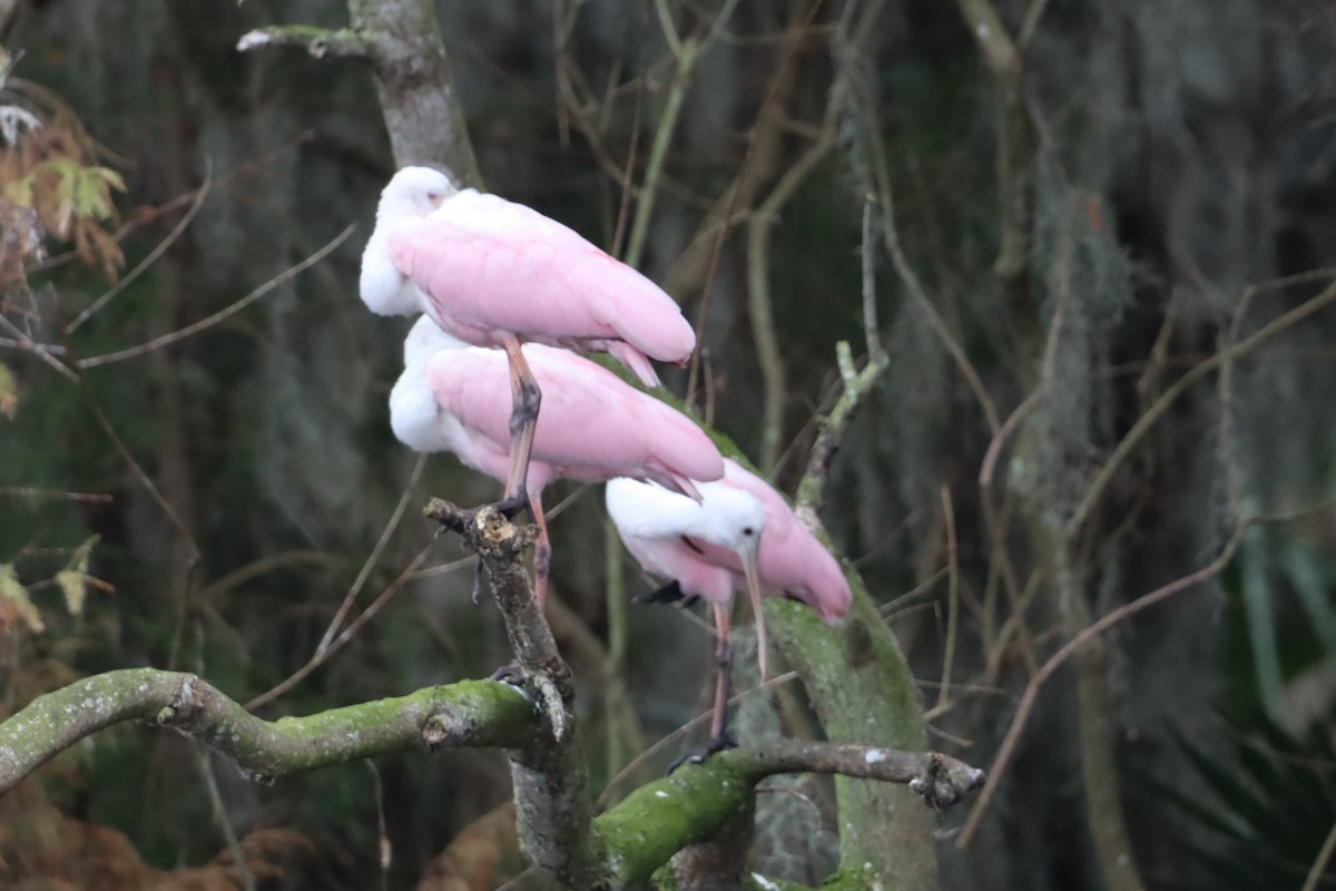 Roseate Spoonbill - ML647143219