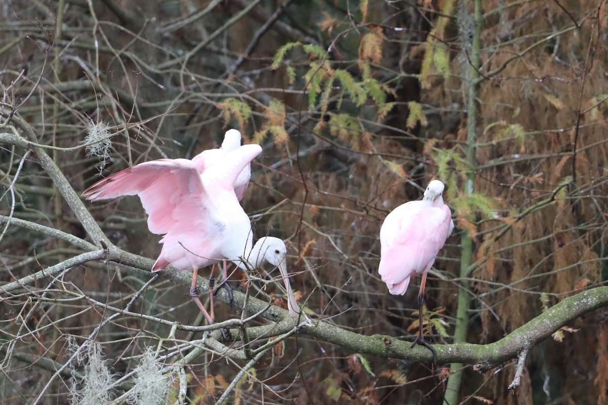 Roseate Spoonbill - ML647143220