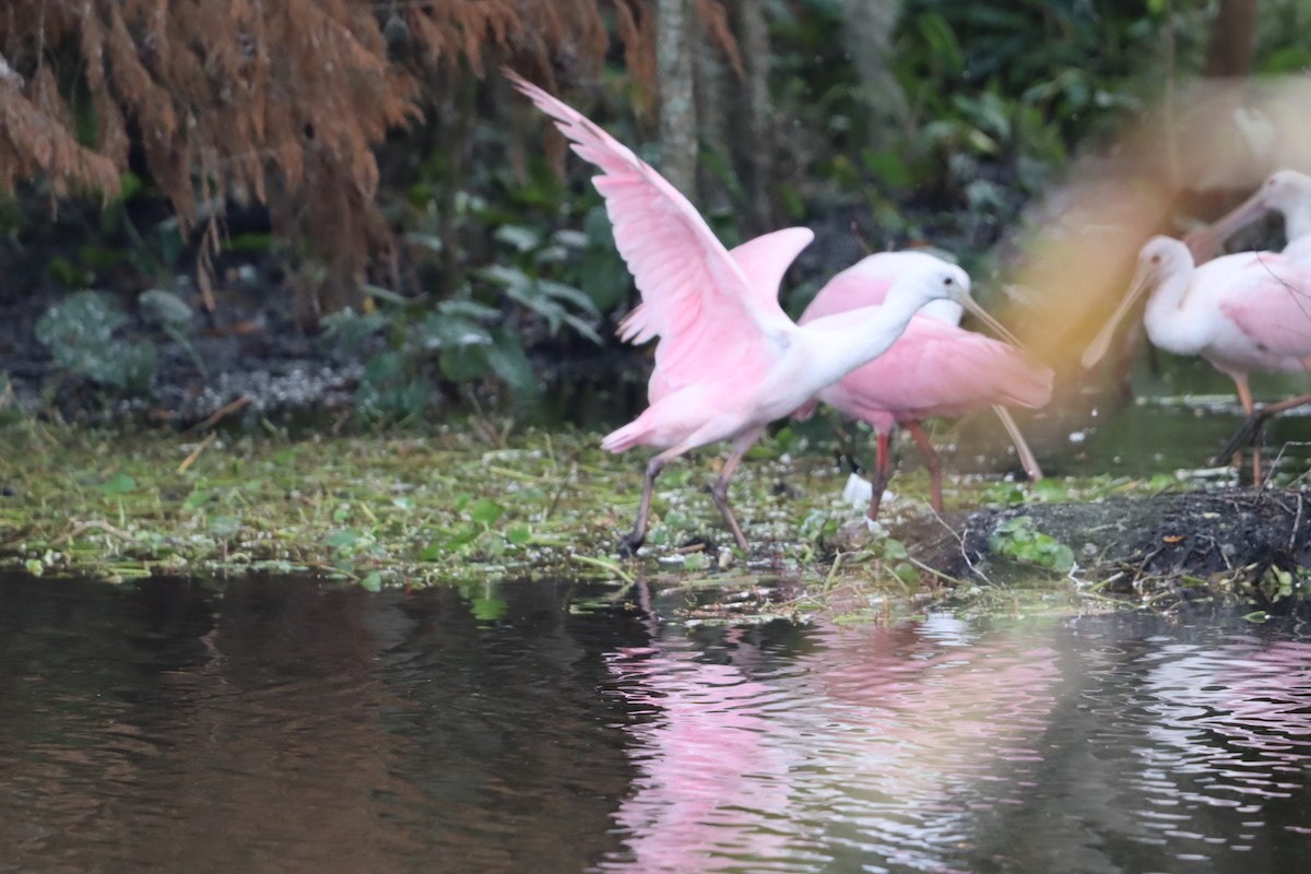 Roseate Spoonbill - ML647143221