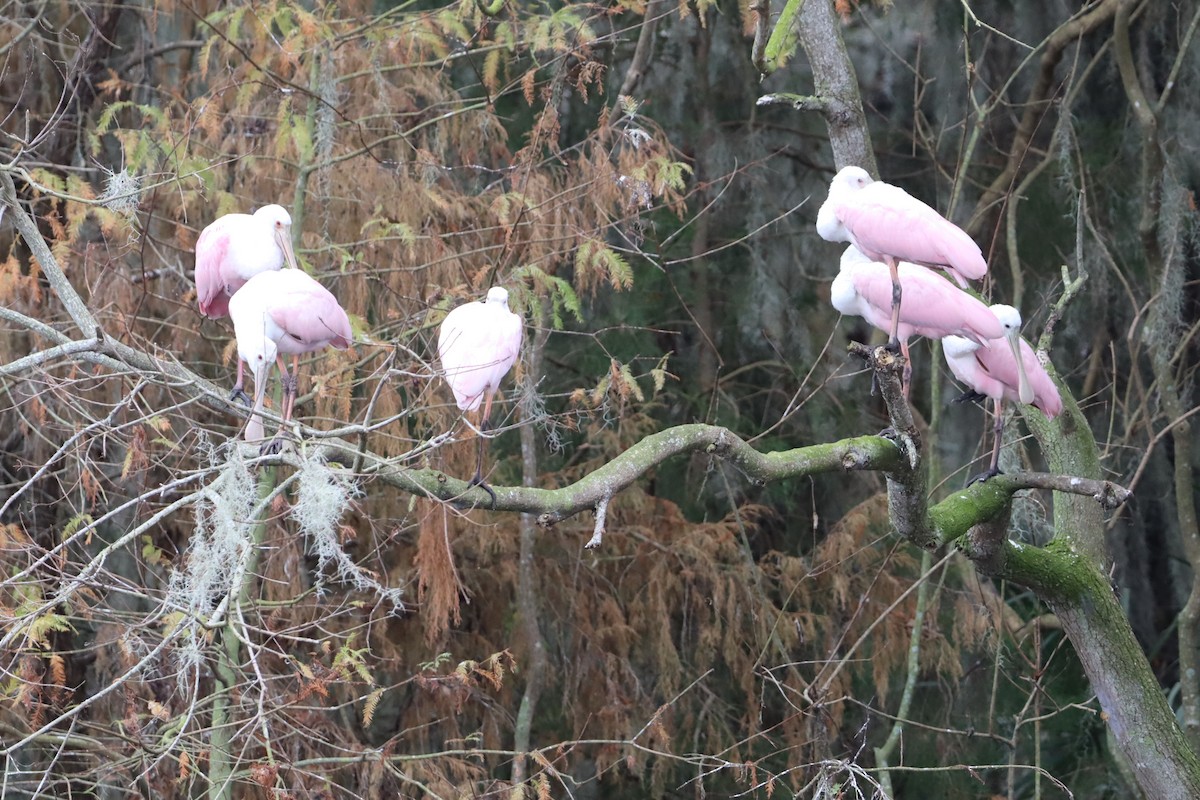 Roseate Spoonbill - ML647143222