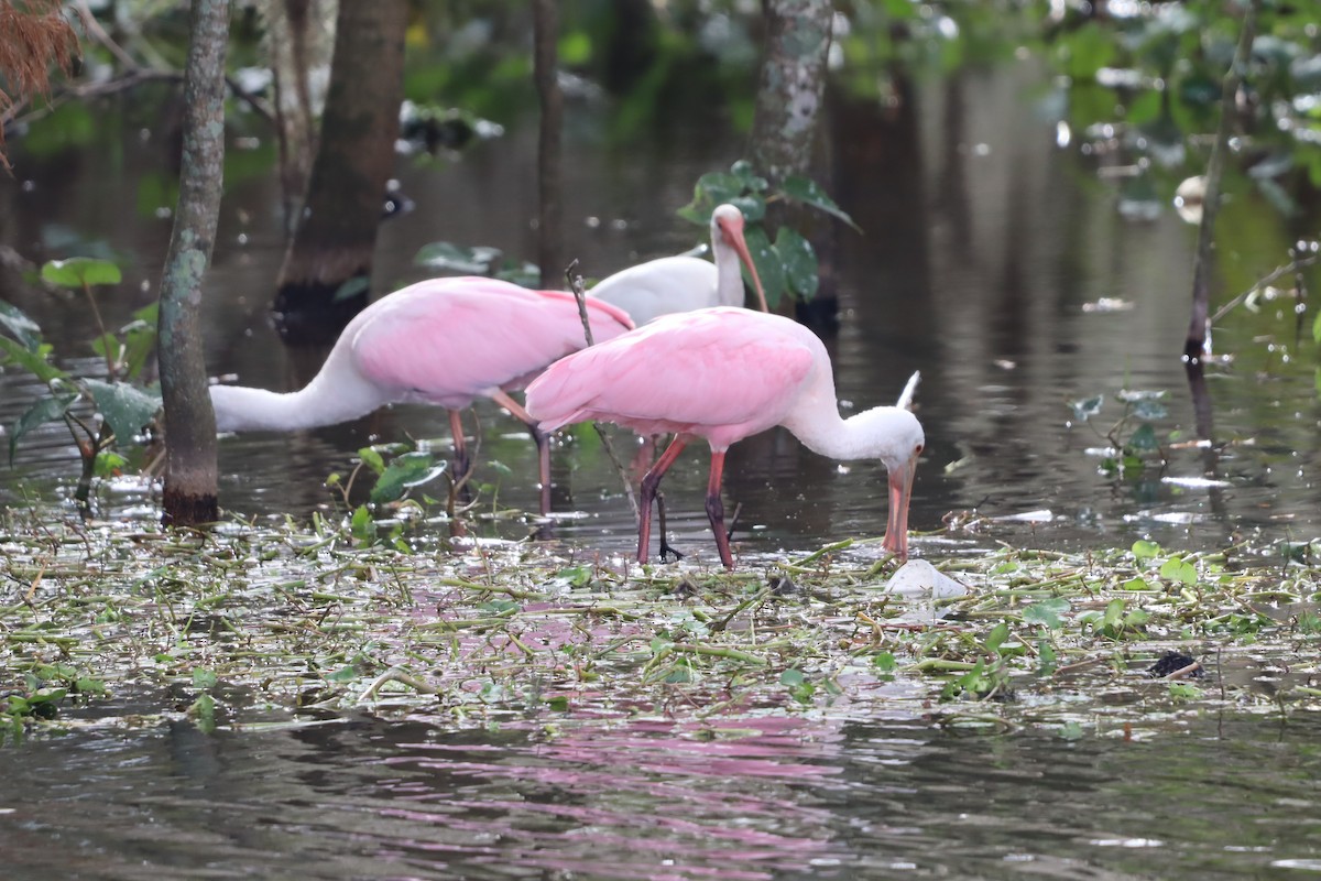 Roseate Spoonbill - ML647143223