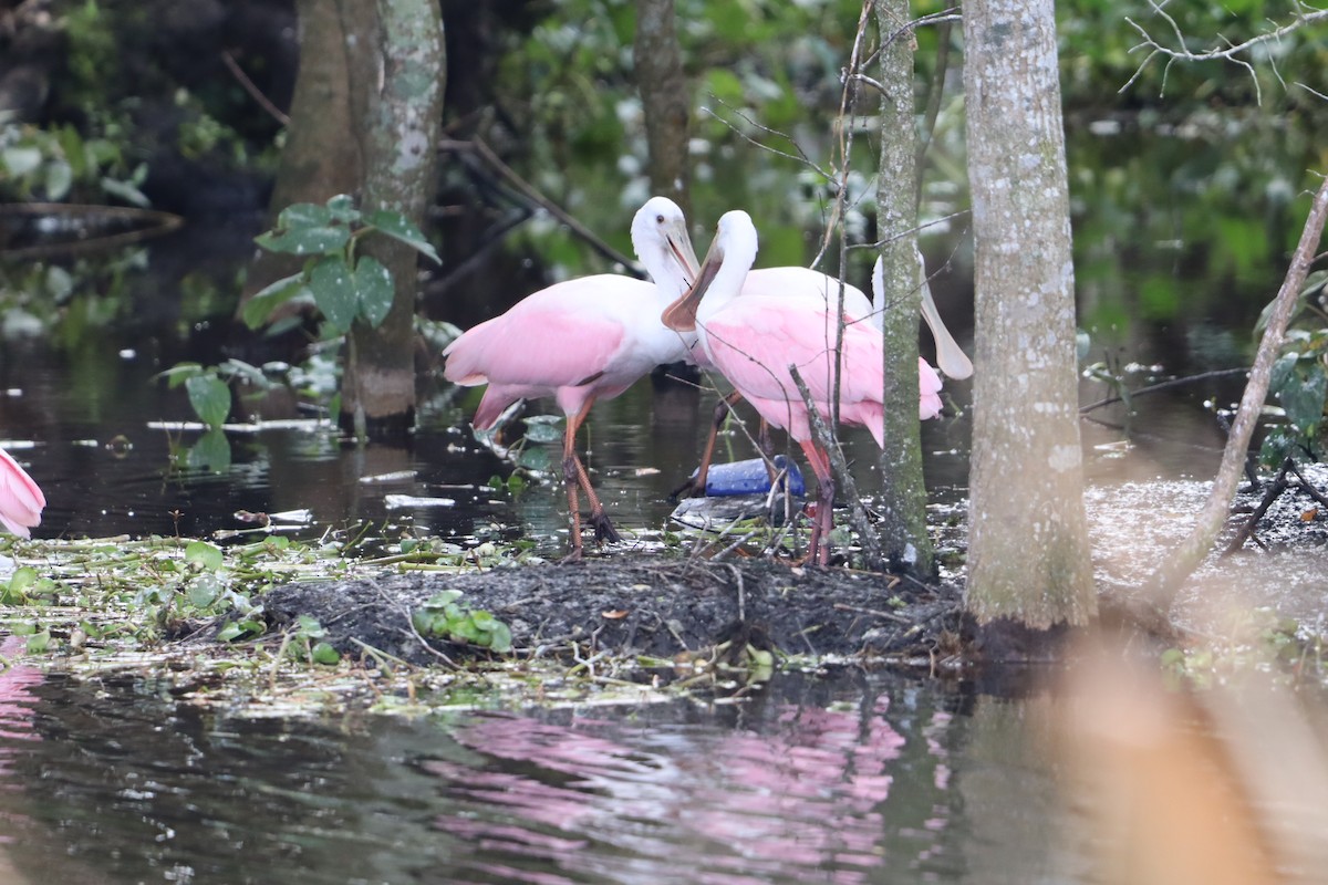 Roseate Spoonbill - ML647143225