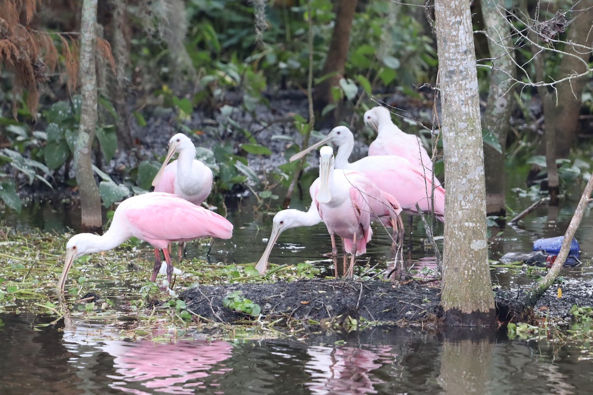 Roseate Spoonbill - ML647143226