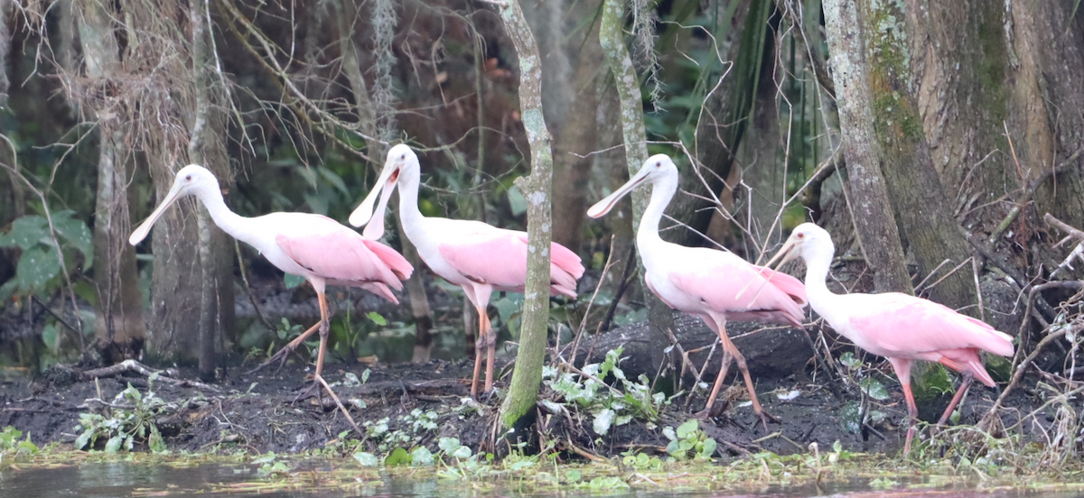 Roseate Spoonbill - ML647143227