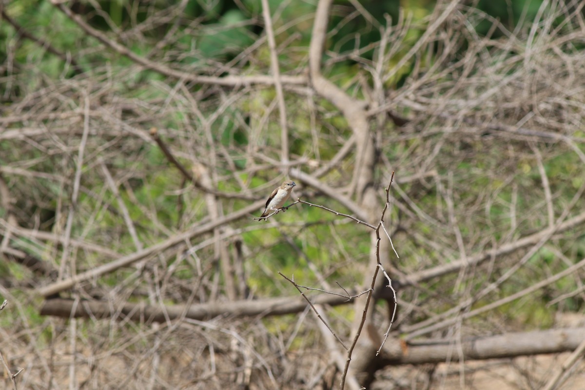 アフリカギンバシ - ML647143235