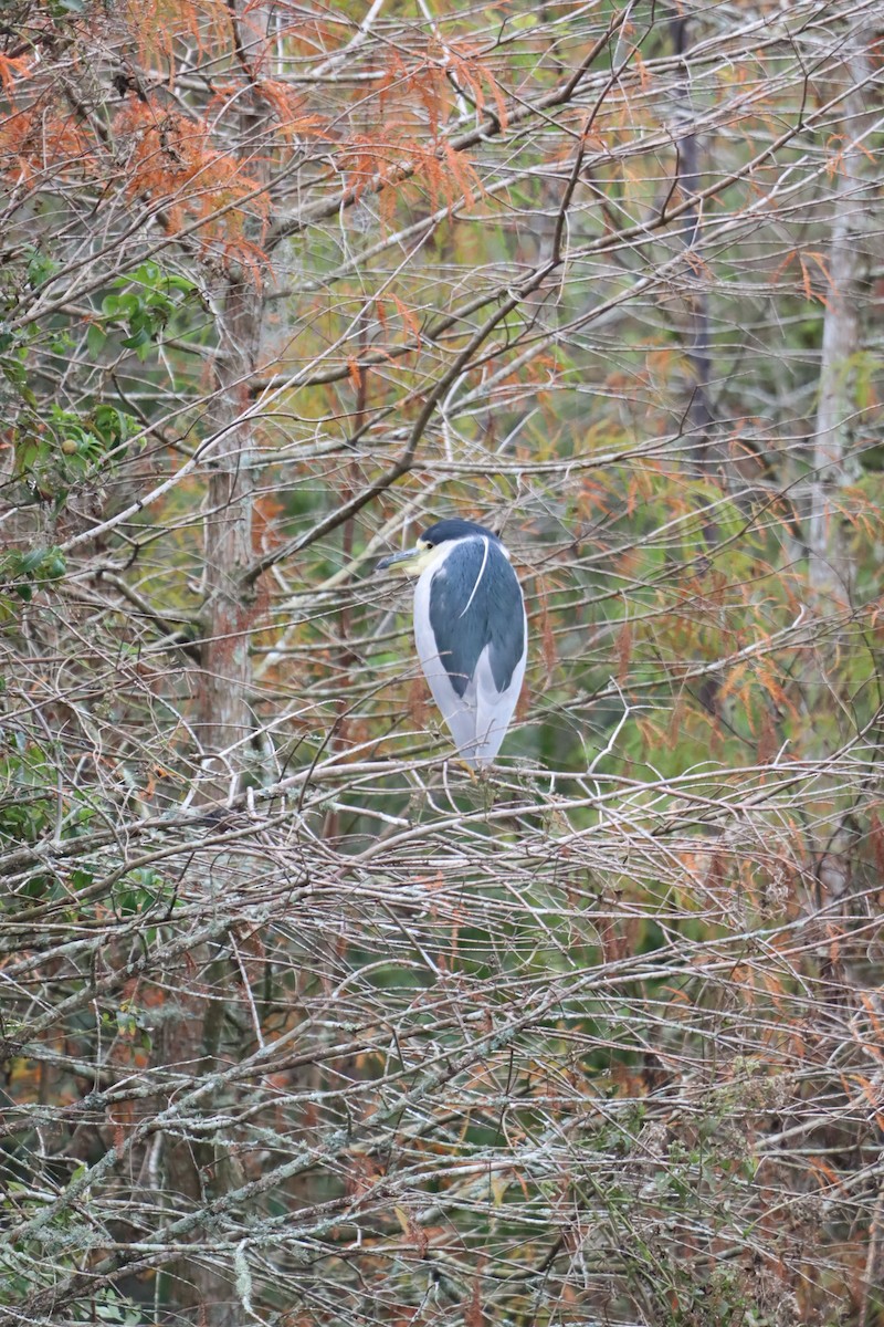 Black-crowned Night Heron - ML647143241