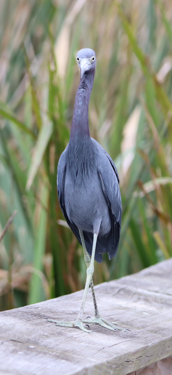 Little Blue Heron - ML647143250