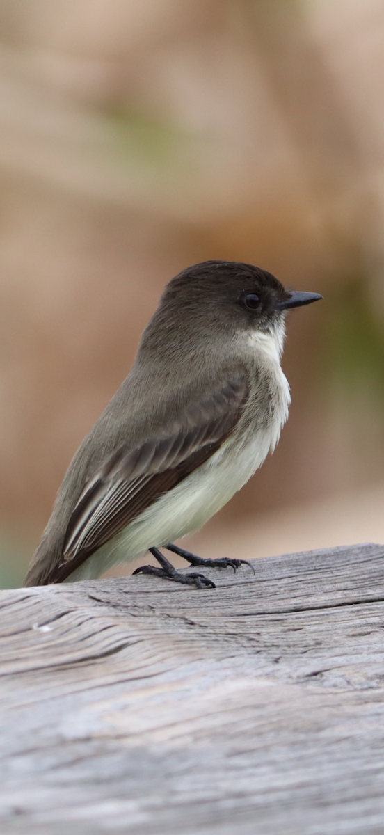 Eastern Phoebe - ML647143257