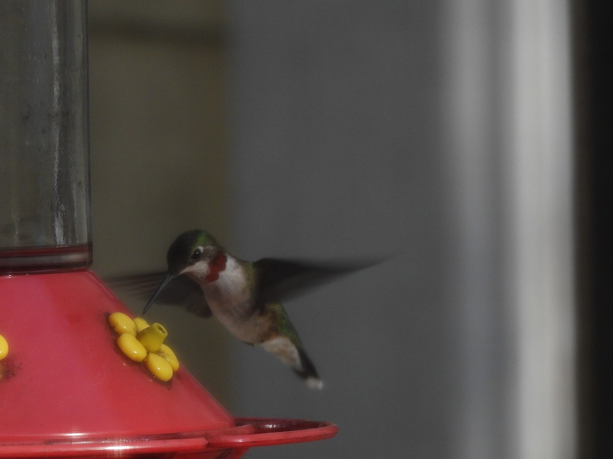 Ruby-throated Hummingbird - ML647143263