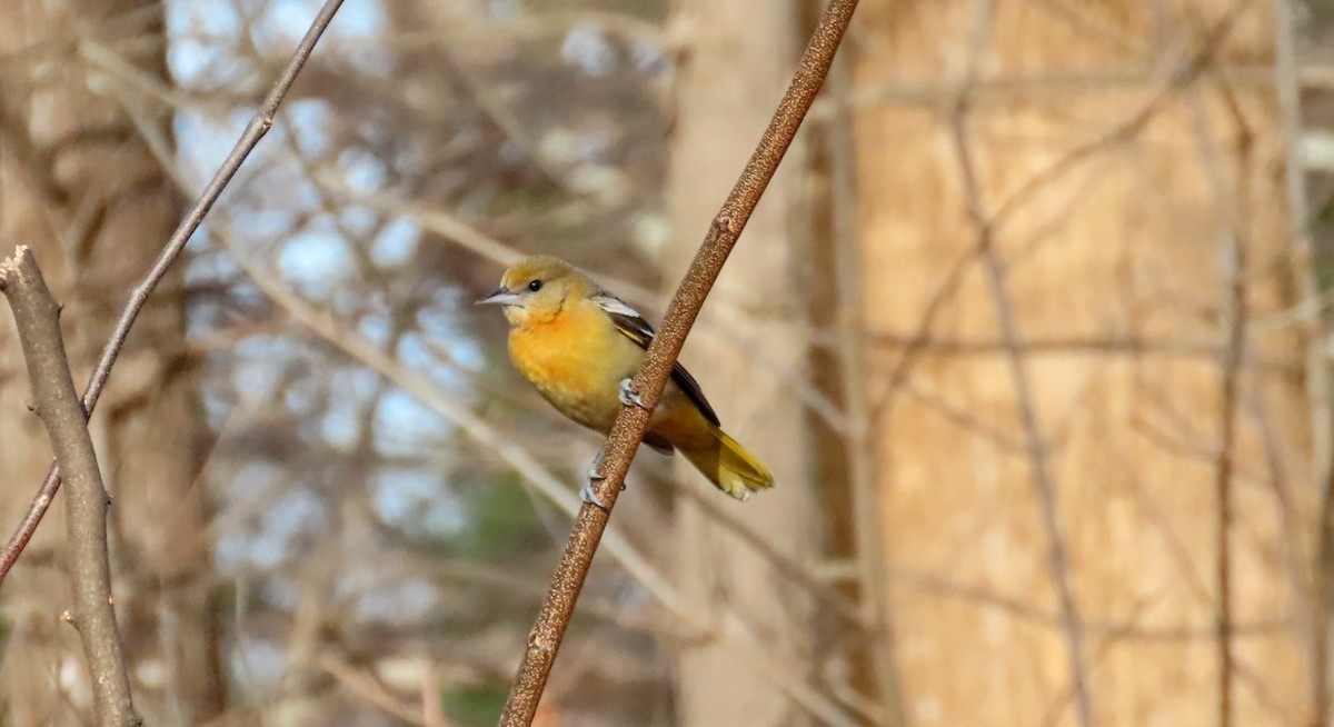 Балтиморский трупиал - ML647143267