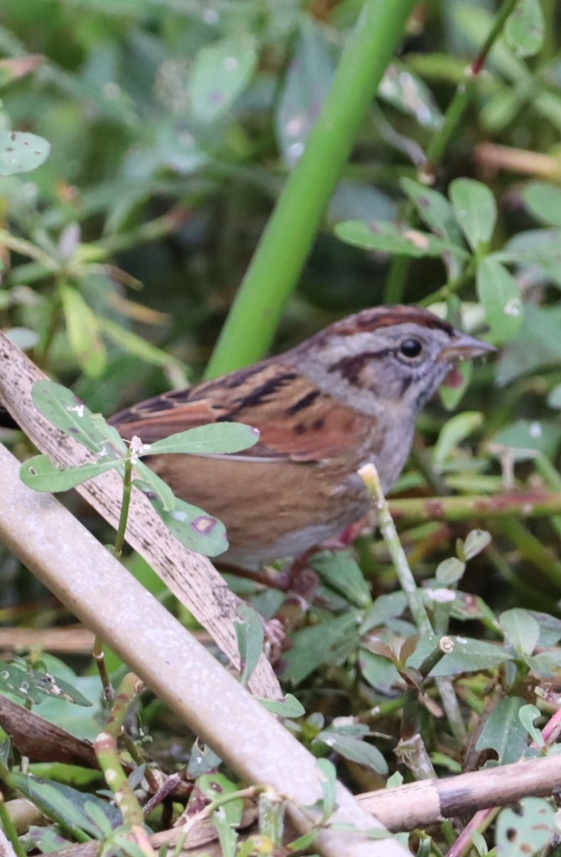 Swamp Sparrow - ML647143270