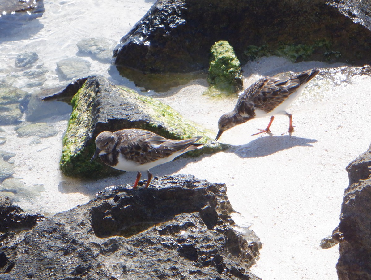 Voltapietre - ML647143279