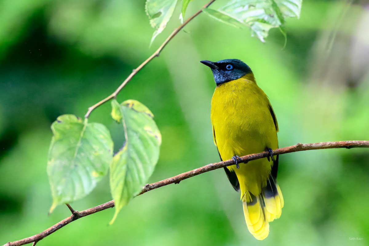 Black-headed Bulbul - ML647143285