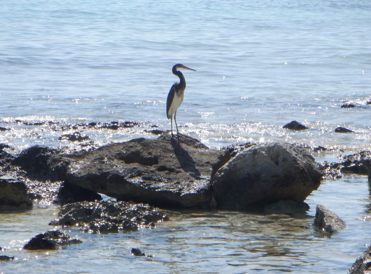 Tricolored Heron - ML647143286