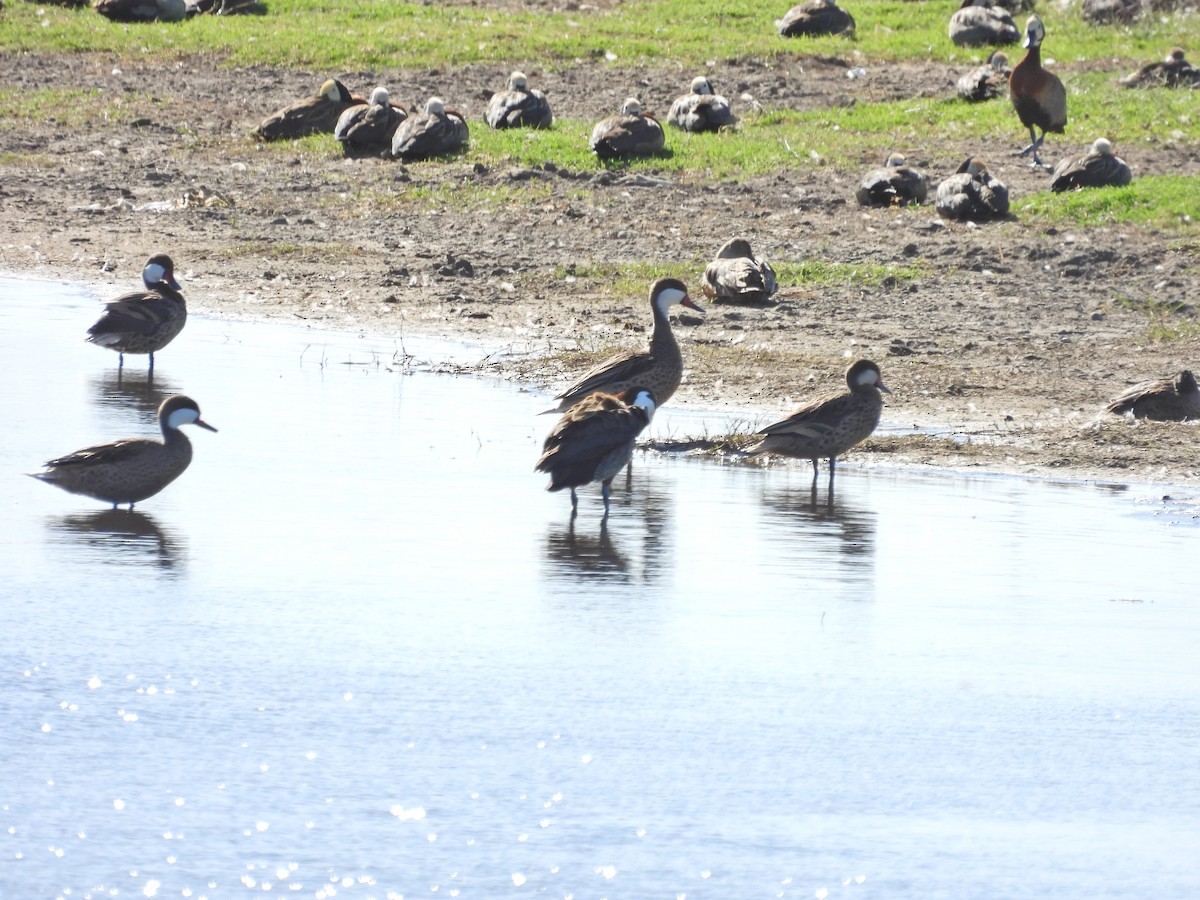 Bahamaente - ML647143302