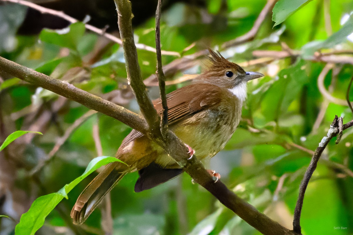 Ochraceous Bulbul - ML647143318