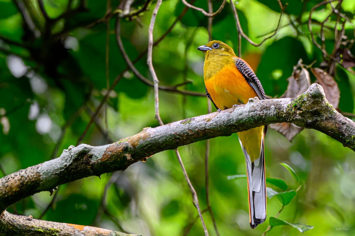 Orange-breasted Trogon (Spice) - ML647143325