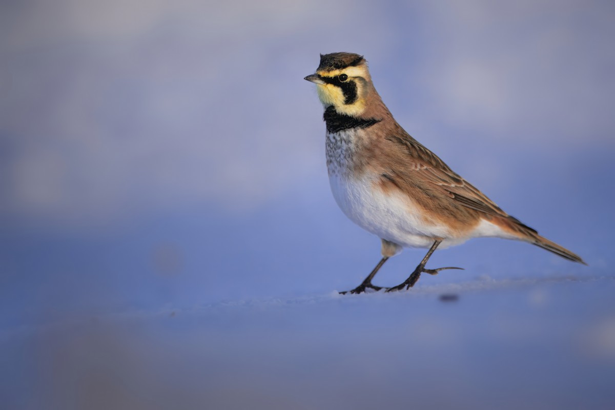 Жайворонок рогатий - ML647143337