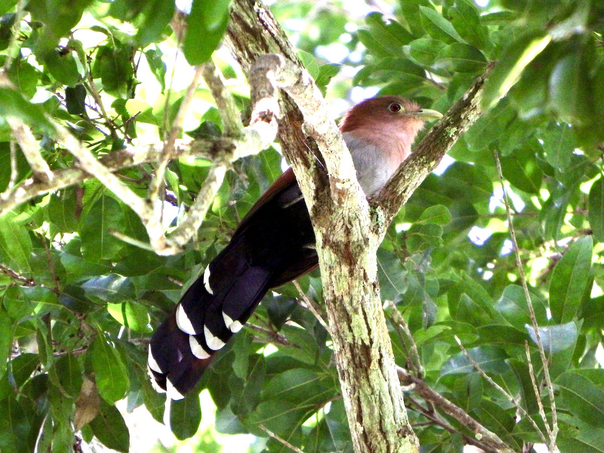 Common Squirrel-Cuckoo - ML647143345