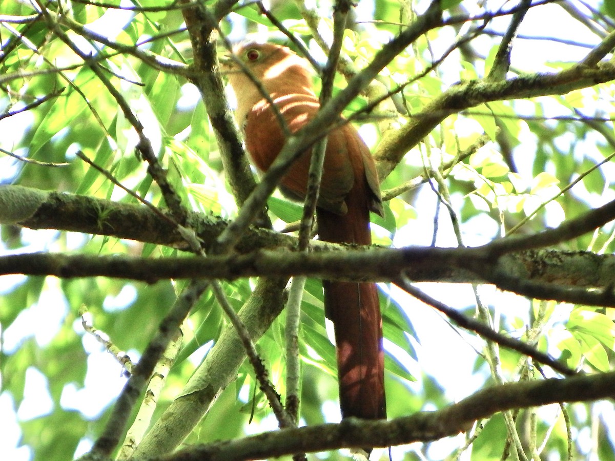 Common Squirrel-Cuckoo - ML647143346
