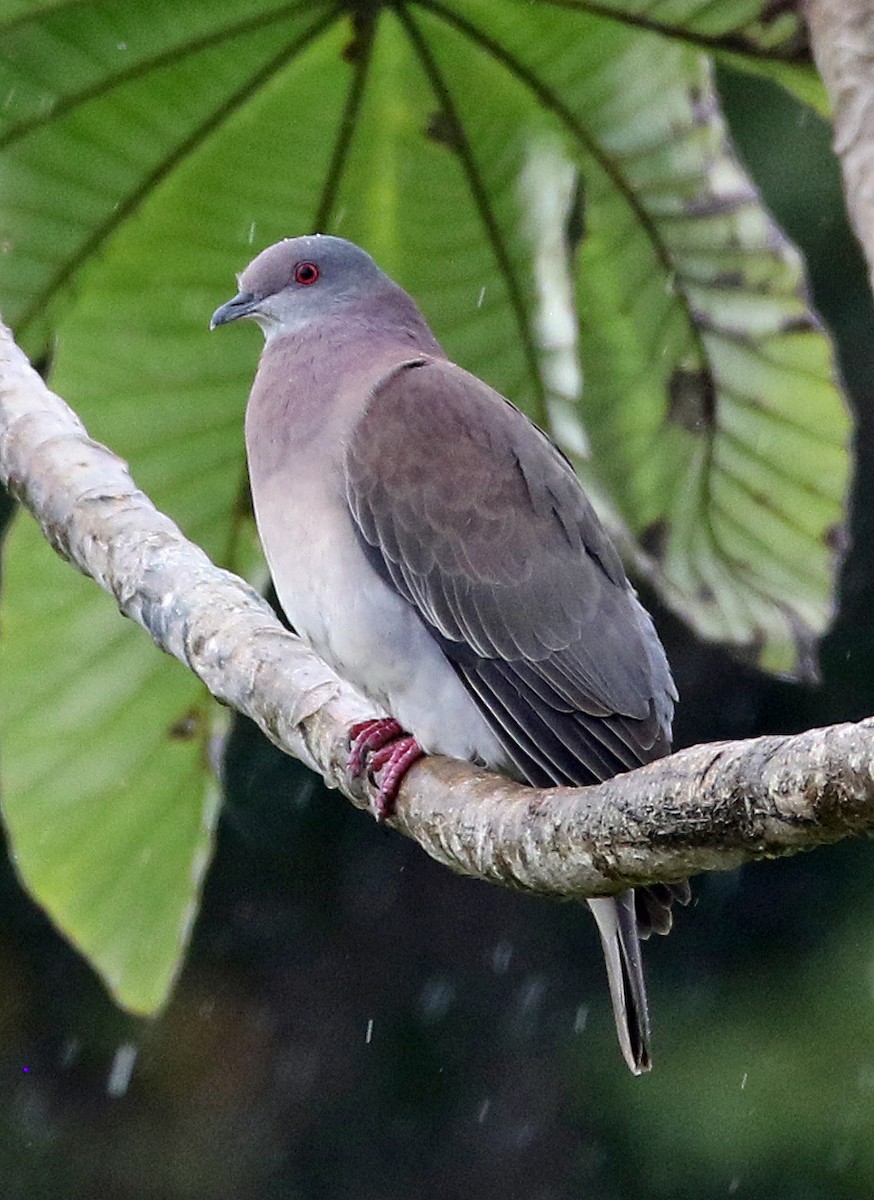 Pale-vented Pigeon - ML647143356