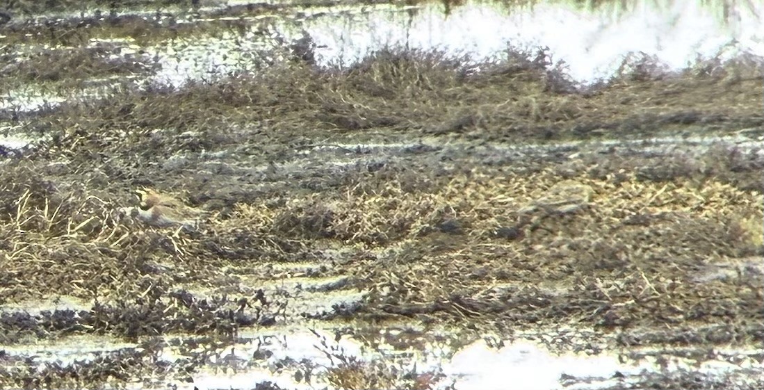 Жайворонок рогатий [група strigata] - ML647143363