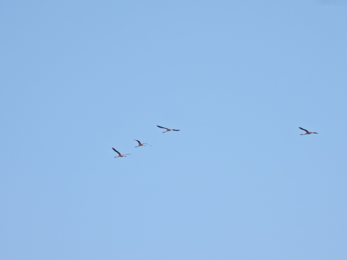 Chilean Flamingo - ML647143372