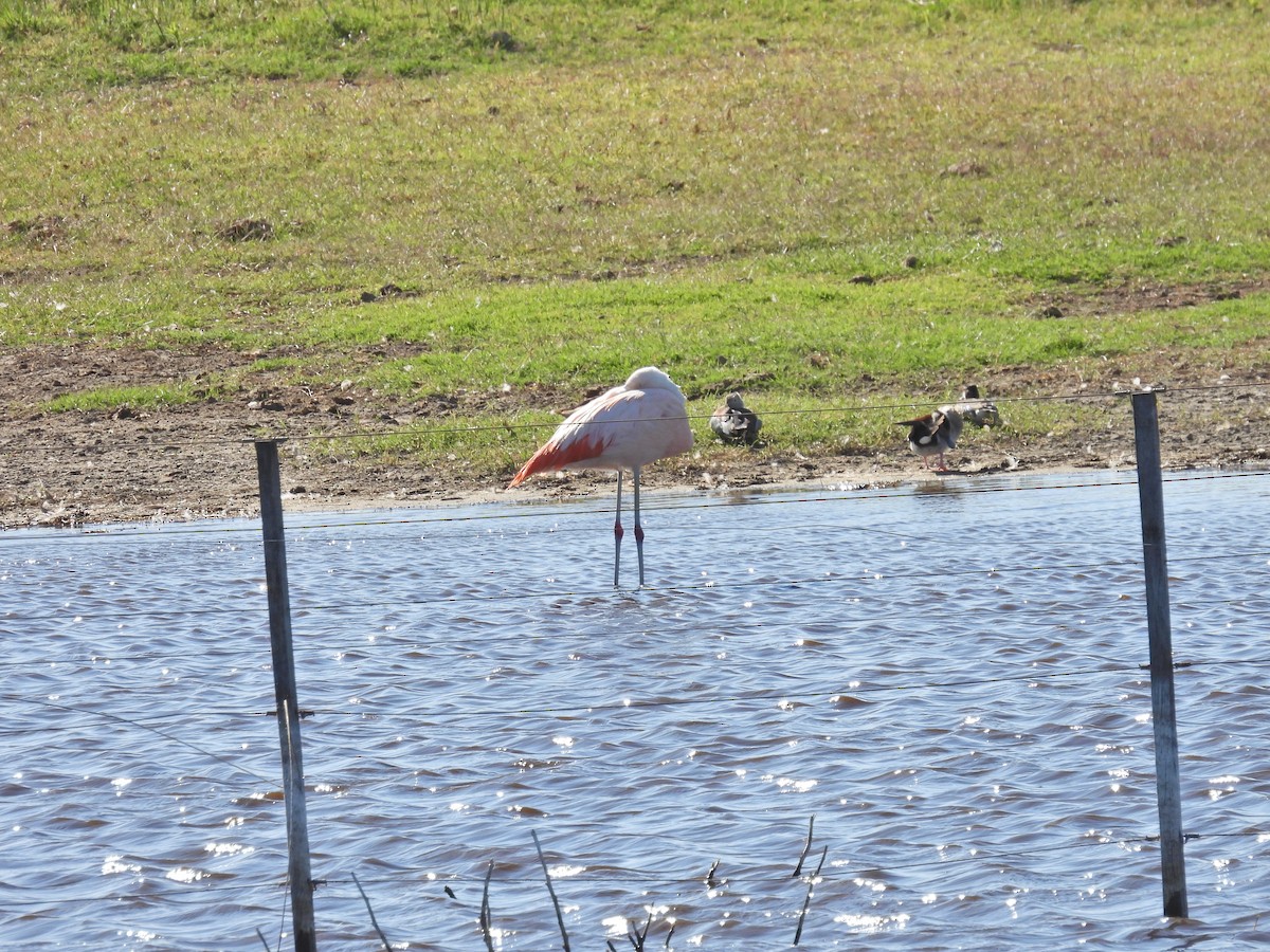 Chilean Flamingo - ML647143373