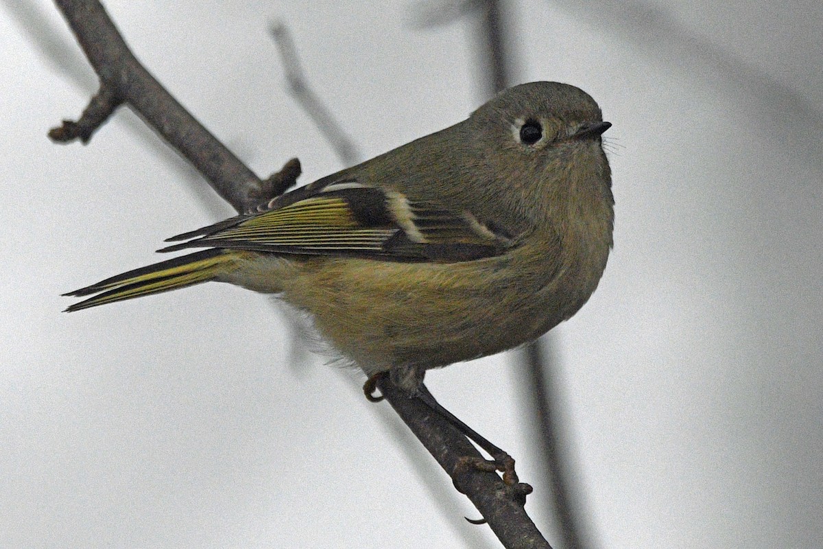 Ruby-crowned Kinglet - ML647143426