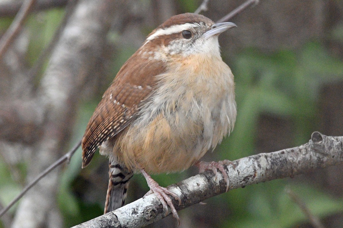 Carolina Wren - ML647143433