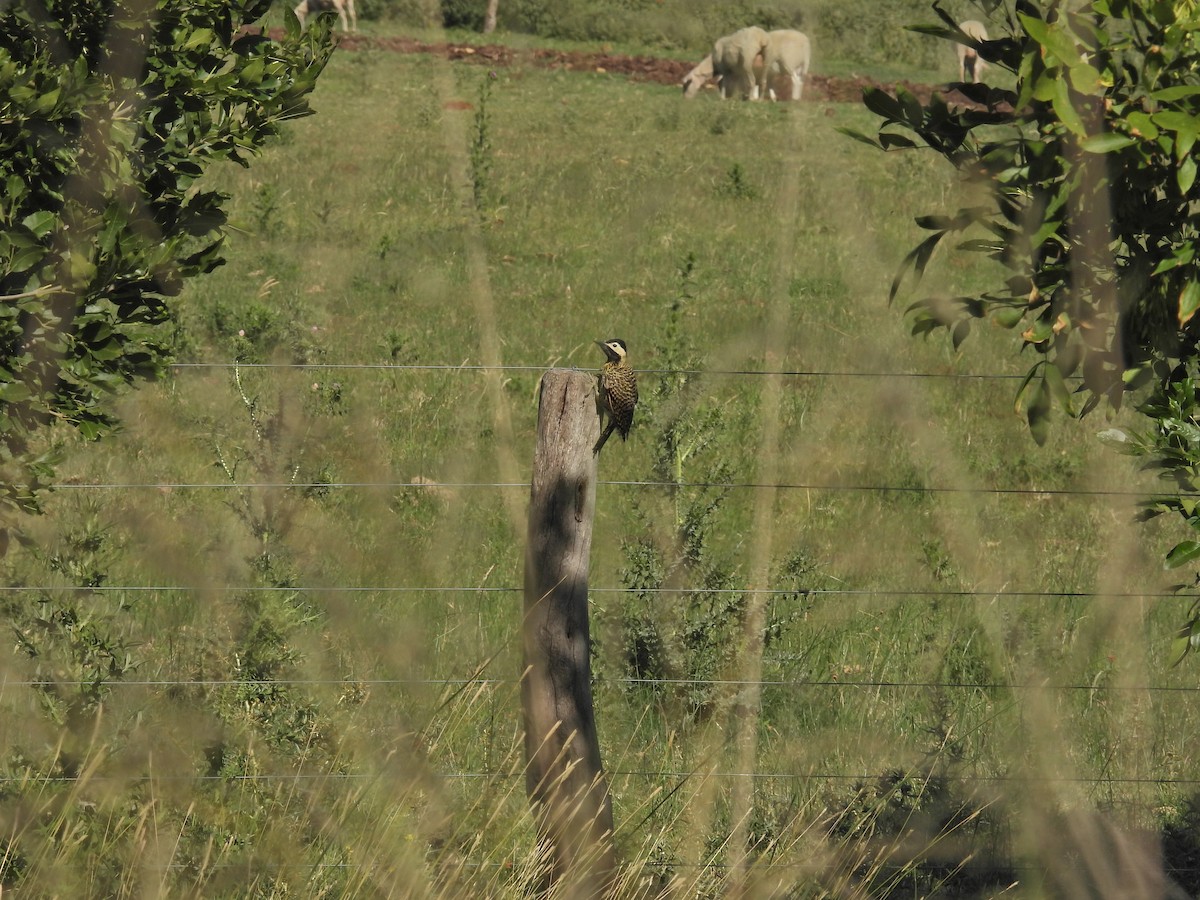 Декол плямистоволий - ML647143435