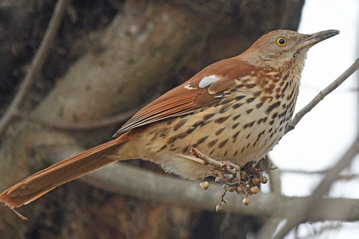 Cuitlacoche Rojizo - ML647143439