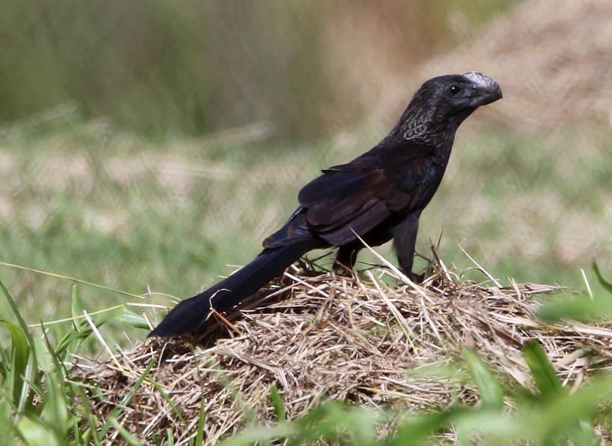 Smooth-billed Ani - ML647143454