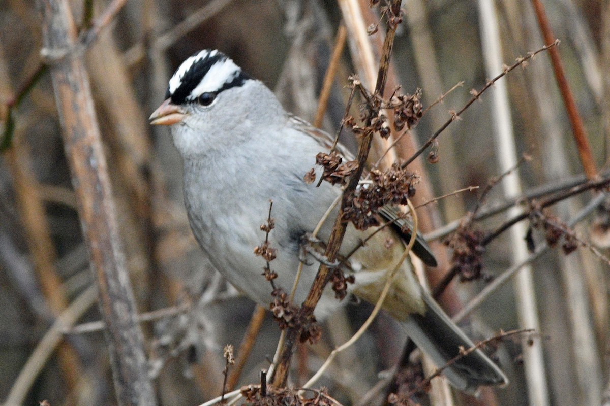 Белобровая овсянка - ML647143460