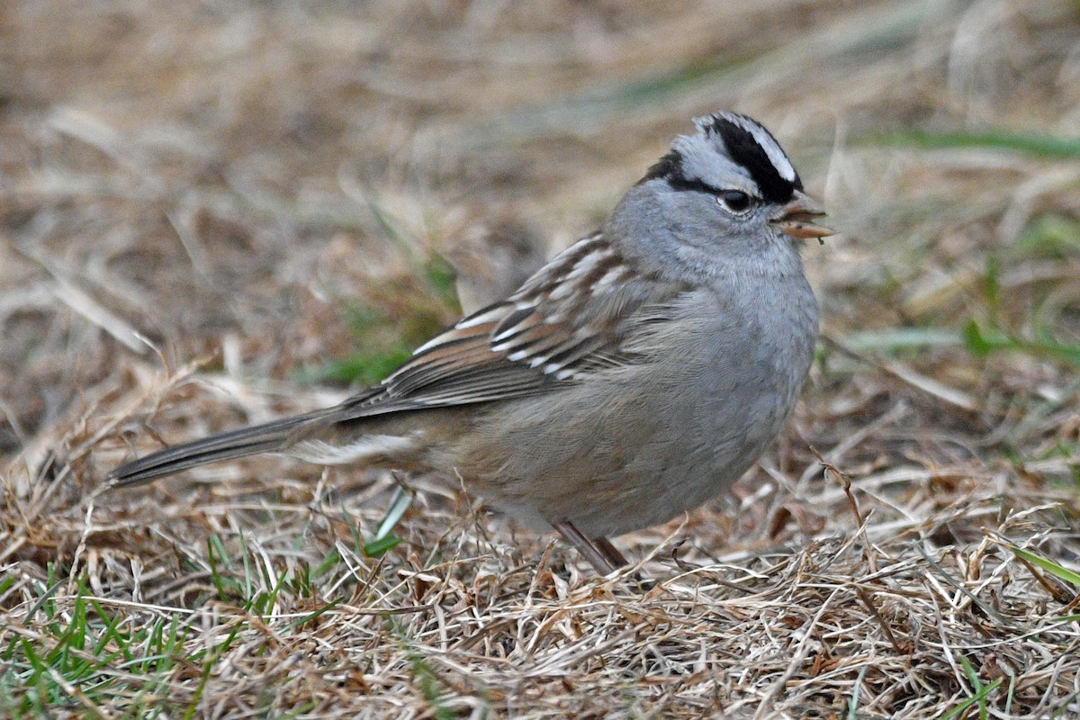 Белобровая овсянка - ML647143470