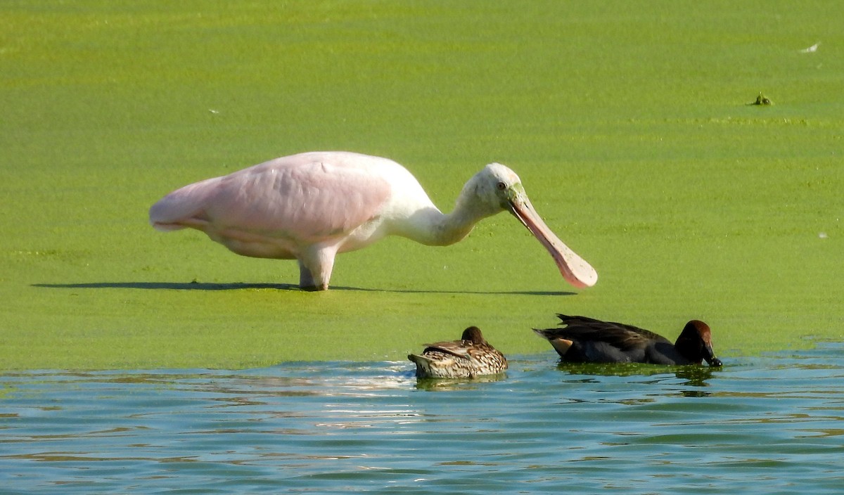 Roseate Spoonbill - ML647143472