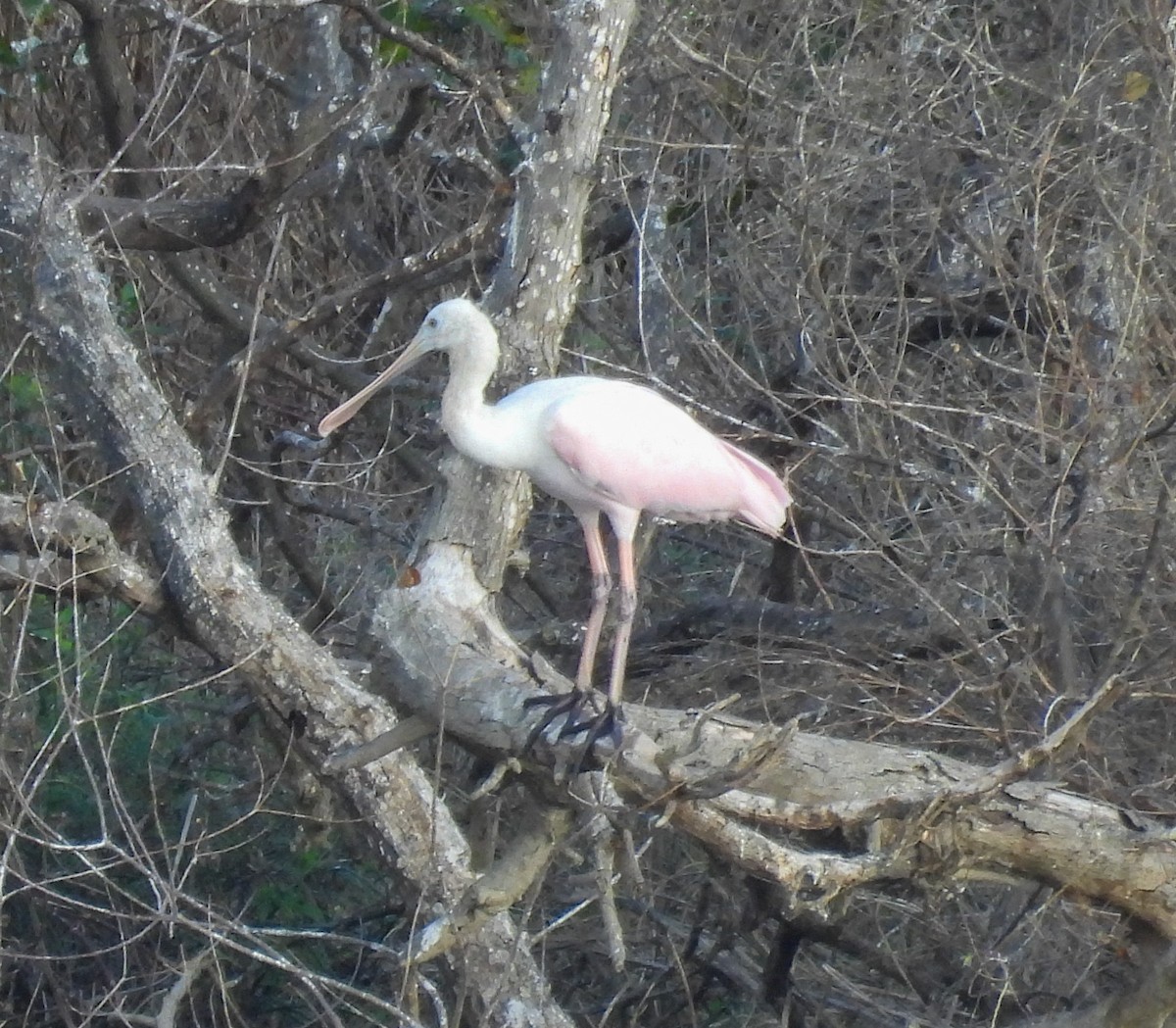 Roseate Spoonbill - ML647143473