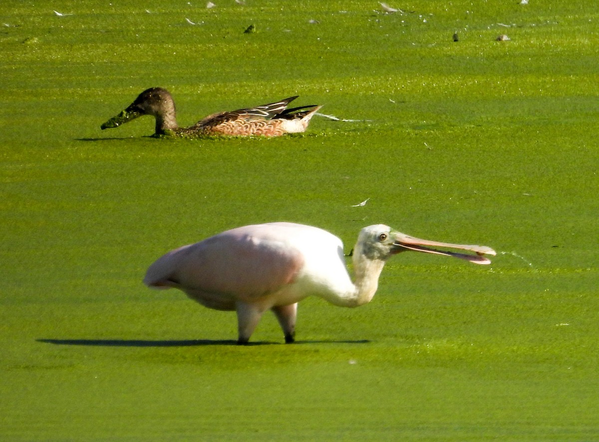 Roseate Spoonbill - ML647143474