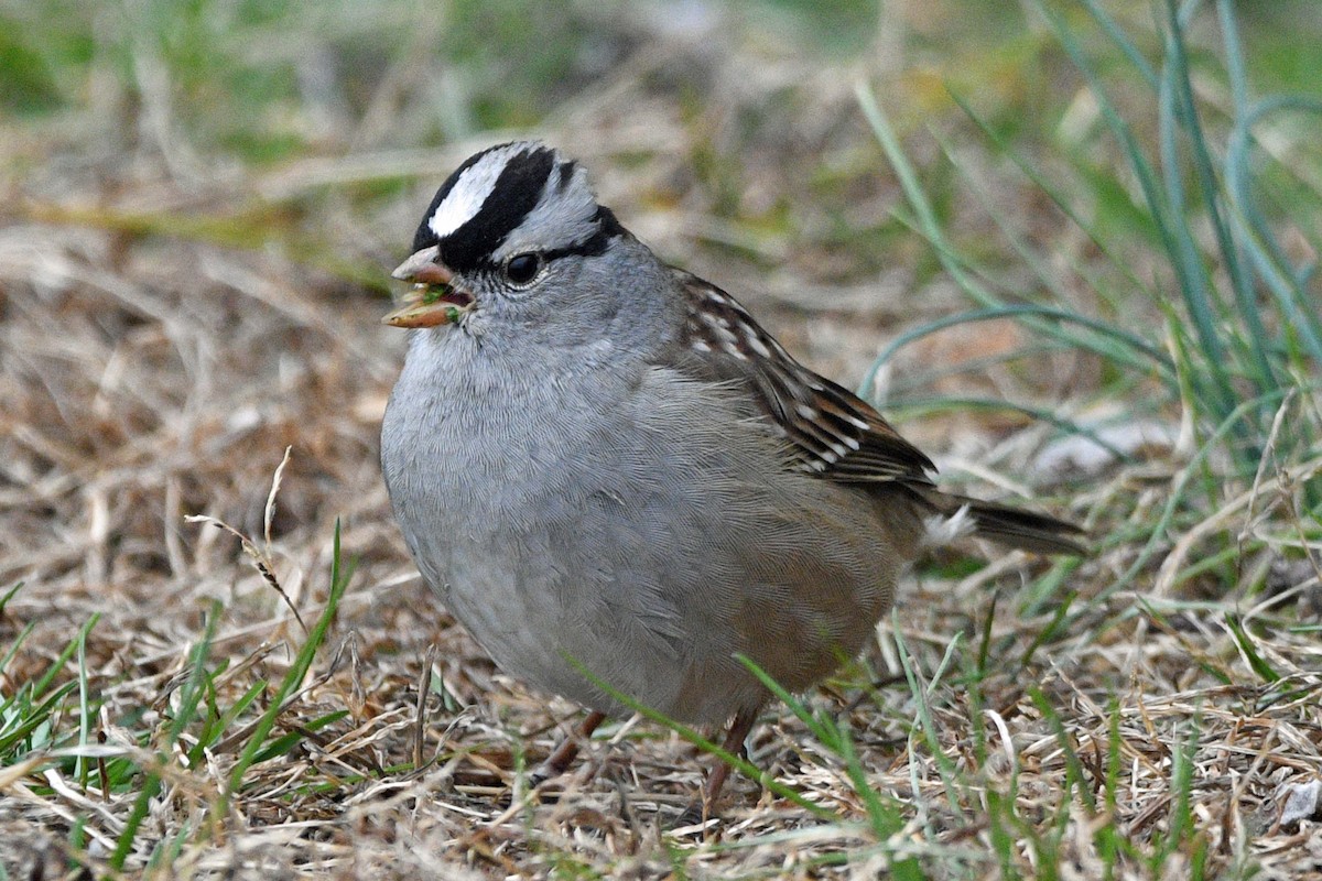 Белобровая овсянка - ML647143475